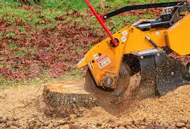 Best Lawn Disease Treatment  in Kenmore, WA