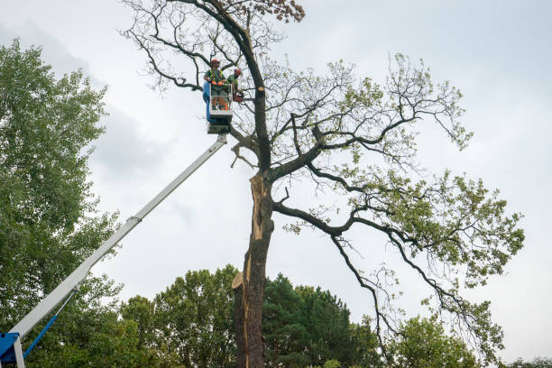 Best Tree Trimming and Pruning  in Kenmore, WA