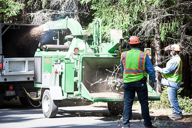 How Our Tree Care Process Works  in  Kenmore, WA