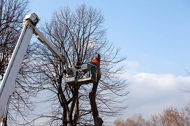 Best Aeration Services  in Kenmore, WA